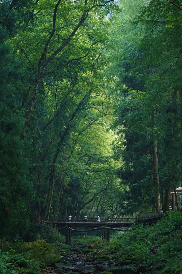 湖南旅遊｜感嘆大自然的鬼斧神工-張家界森林公園