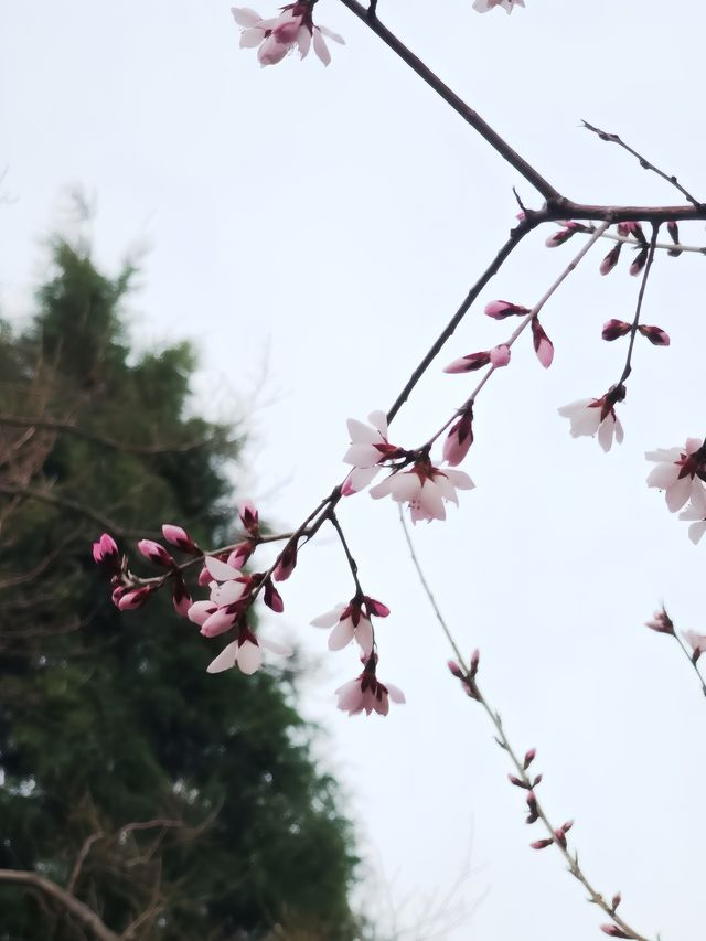 春天賞花必去公園-中山公園