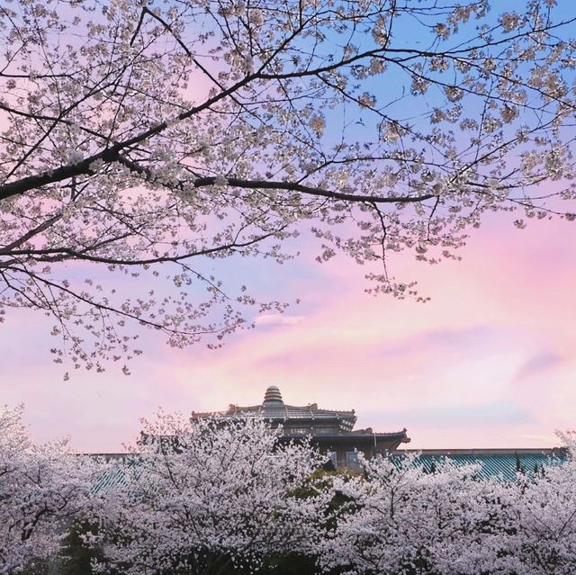 Wuhan University Cherry 🍒 Blossom 🌸 