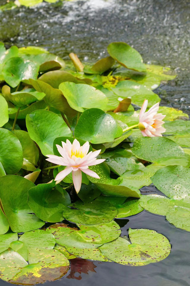 香港賞花好去處,蓮池的蓮花正當時! 香港賞花好去處,蓮池的蓮花正當時!