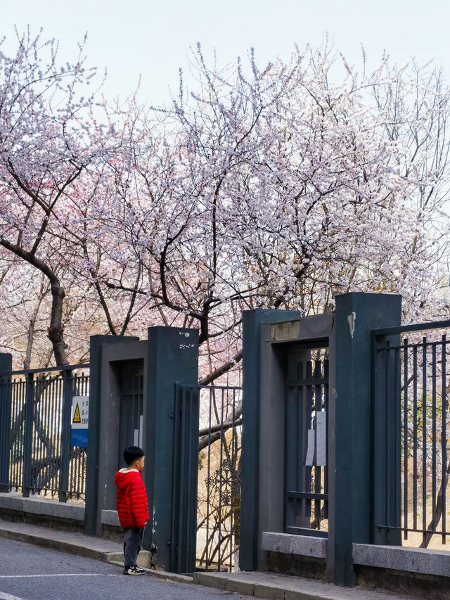 人少景美 二道沟山桃花賞花正當時