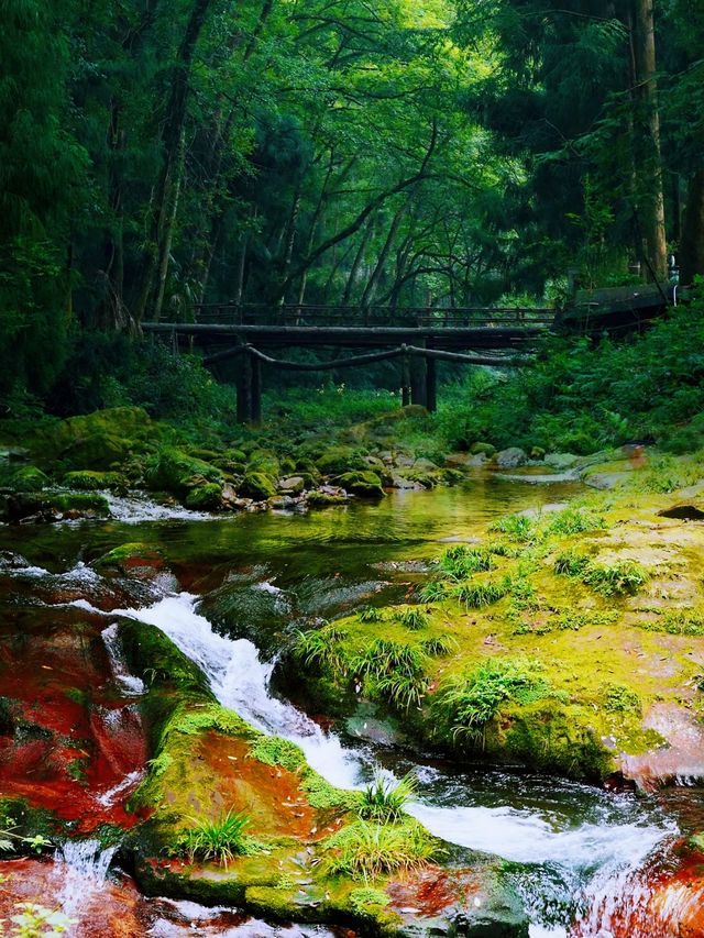 유모 수준의 가이드: 장가계 국가 삼림 공원의 독특한 자연 경관을 감상할 수 있도록 안내합니다.