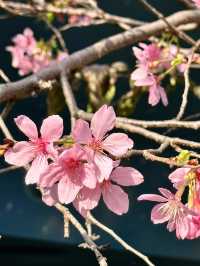 被99%廈門人忽略的櫻花園！（3月23日實況）