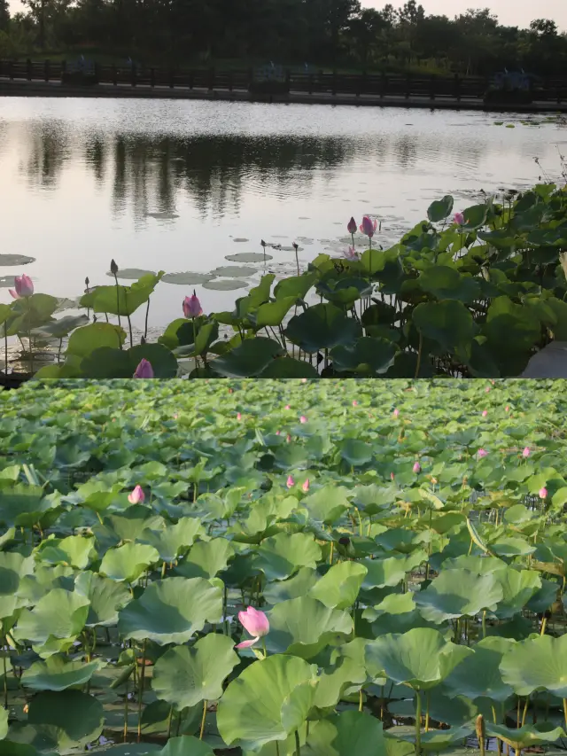 說走就走的週末-崇明東灘濕地公園