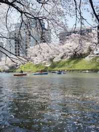 🌸東京賞櫻新發現！千鸟之渊＆更多祕境🤫