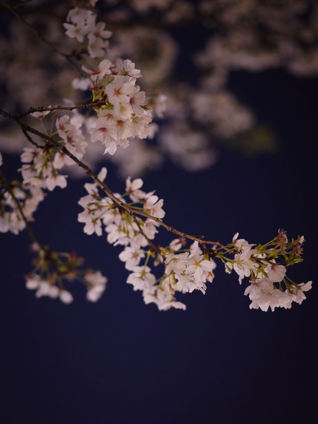 三月，是在良渚大屋頂看櫻花