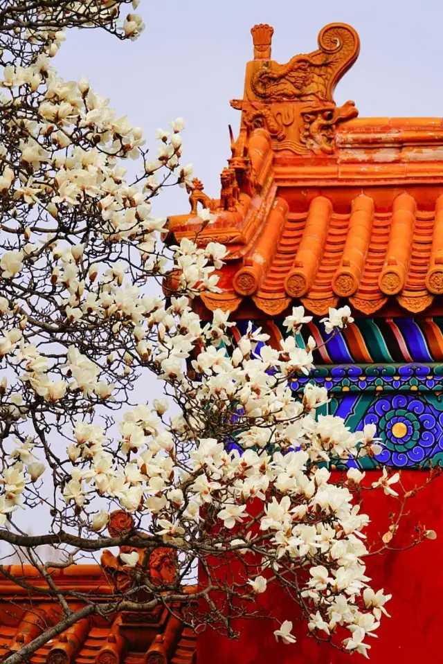 In the spring, the magnolias bloom at the Earth Temple