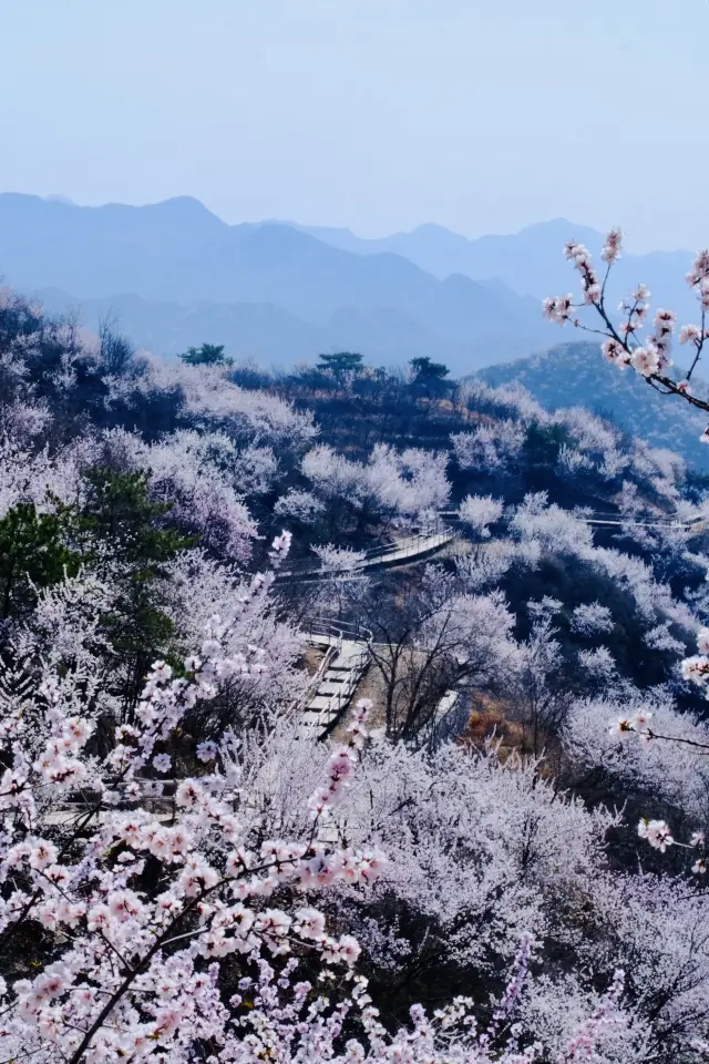 상춘산! 나는 여기를 북경 봄날 복사꽃 천정이라 부르고 싶다