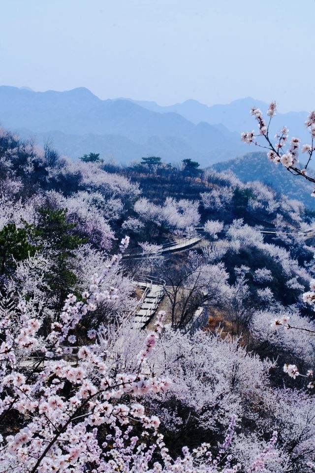 登春山！我願意稱這裡為北京春日桃花天花板