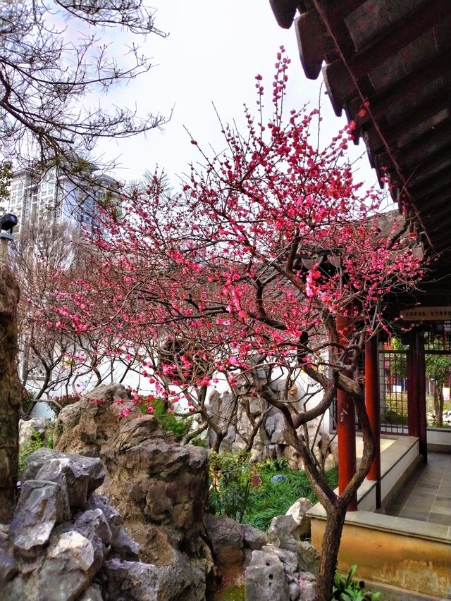 南京瞻園沉浸在幸福的春天裡