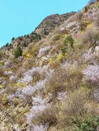 西安‖藍田‖三鳳山桃花季上線