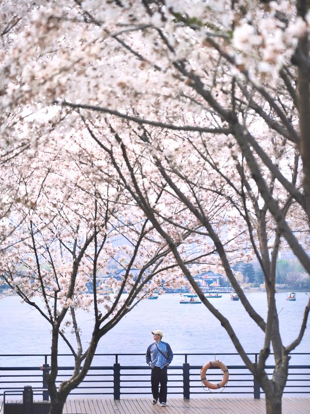 我在淄博找到櫻花與“海”同框的美景