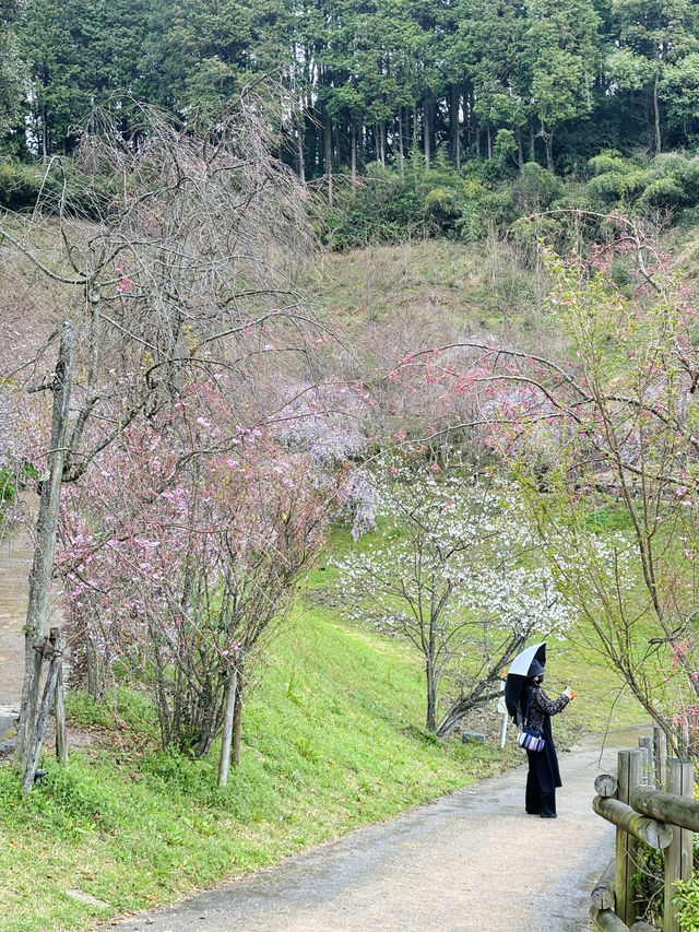 福岡太宰府賞花路線 | 太宰府你玩得可真花啊