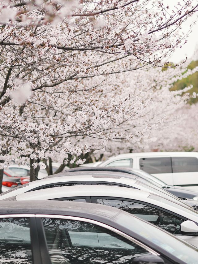 來鼋頭渚不要錯過櫻花停車場住宿分享