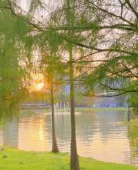 不在國外！在深圳香蜜湖公園也太浪漫了吧
