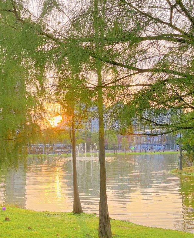 不在國外！在深圳香蜜湖公園也太浪漫了吧