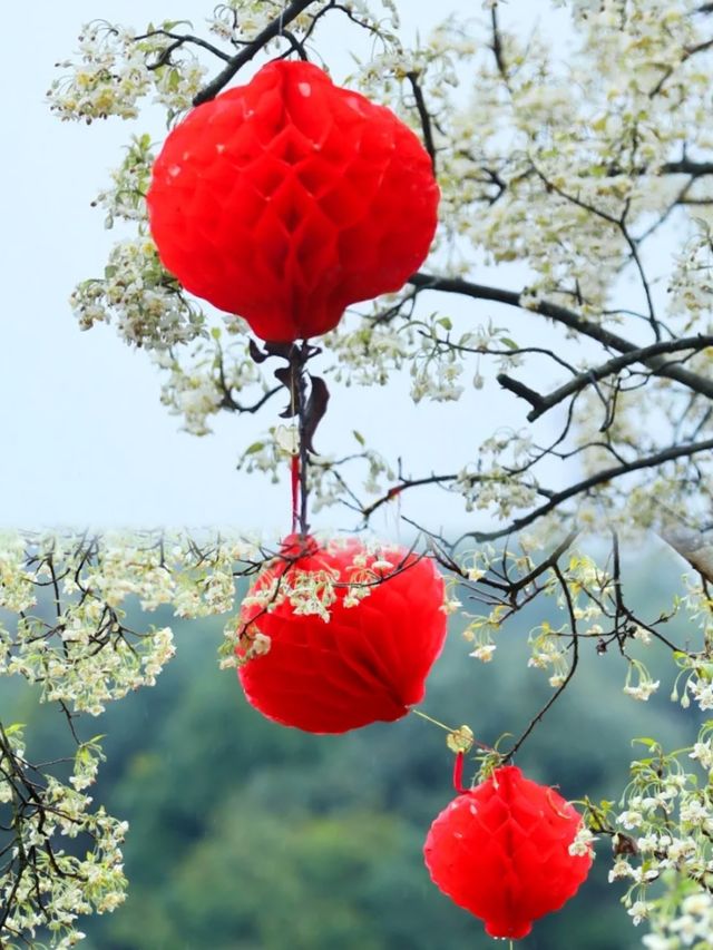 赴一場浪漫的山楂花之約—廣寧山渣花