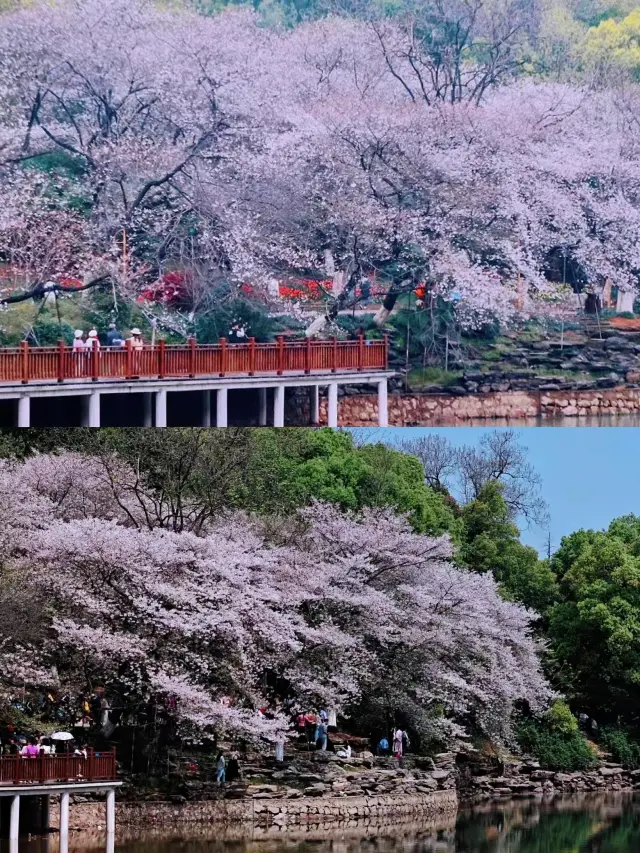 湖南省長沙植物園的櫻花開了～