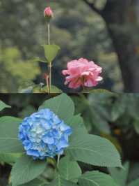 東京 | 夏天就來舊古河庭院，體驗一場古堡下午茶