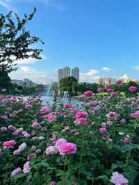 深圳這片玫瑰花海、炮仗花開的正盛～香蜜公園