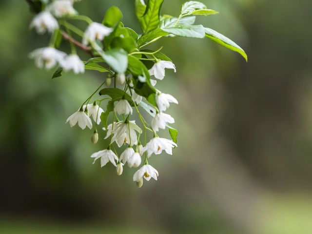 Enigmatic Davidia involucrata 🕊️ 🌸