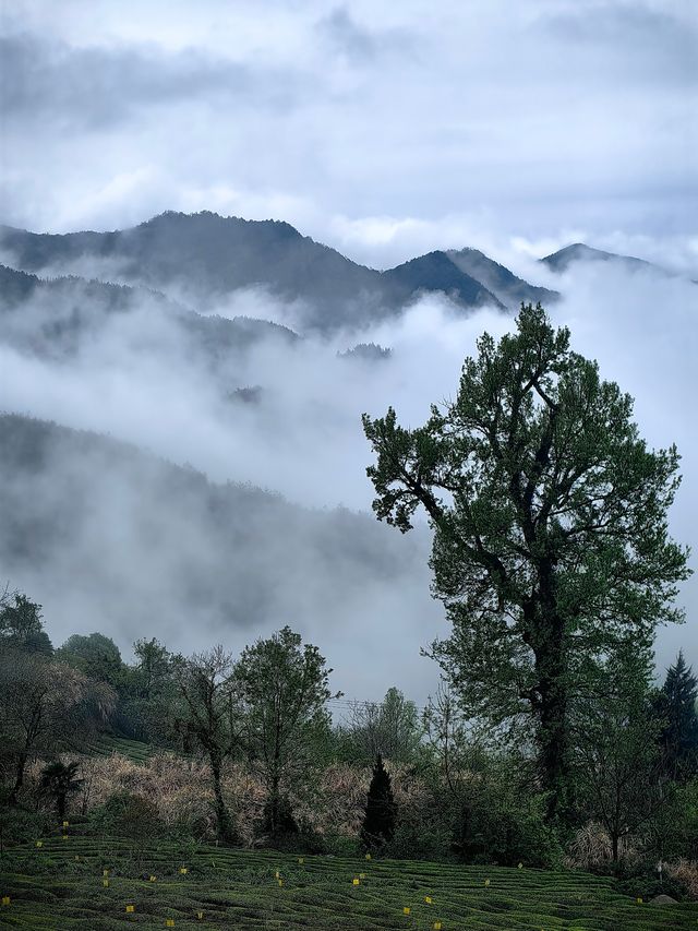 雲端上的“天空之城”休寧金龍山