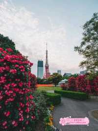 Tokyo Shiba Park is Breathtaking 🌷