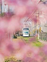 Popular Nanjing Qilin Tram is Beautiful 🇨🇳