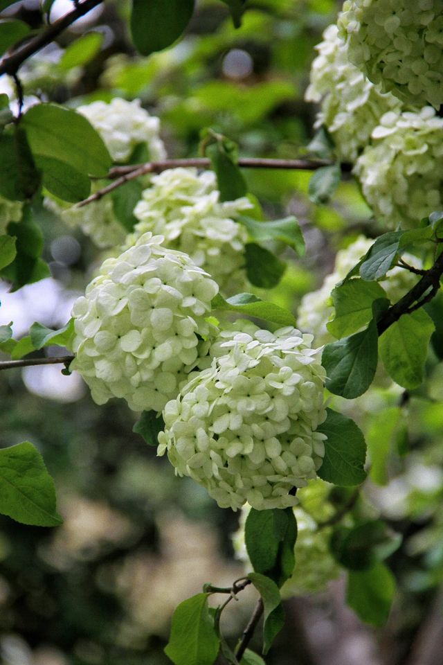 江門繡球公園，繡球正當時