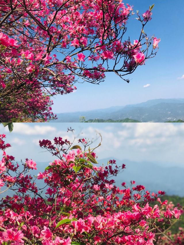 震撼！六安金寨萬畝映山紅盛開，美得讓人窒息！