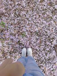 四月的濟州島和櫻花雨撞個滿懷