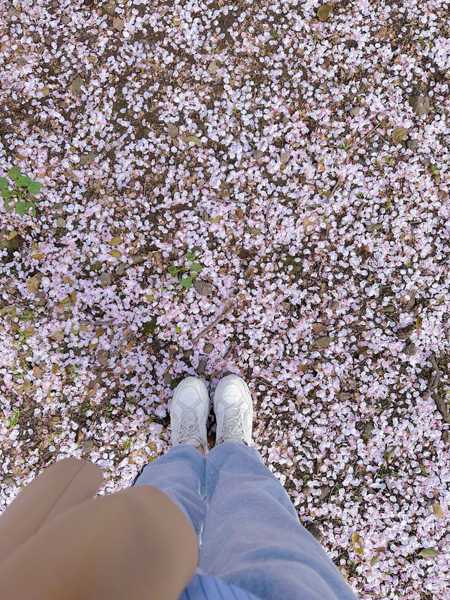 四月的濟州島和櫻花雨撞個滿懷