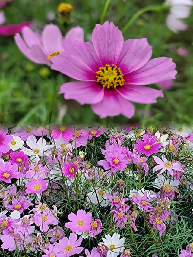 智慧灣生態公園的格桑花海，超級治癒，快來賞花打卡吧