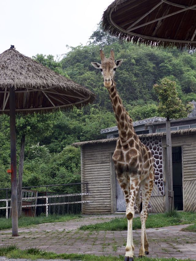 想當飼養員的第n天！！貴州森林野生動物園