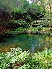 大口國家森林公園奇遇記