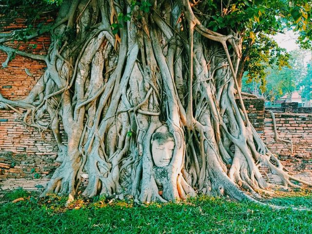 Wat Mahathat: Miraculous Ruins