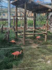 歸野之境的動物樂章，蘭州野生動物與自然共舞