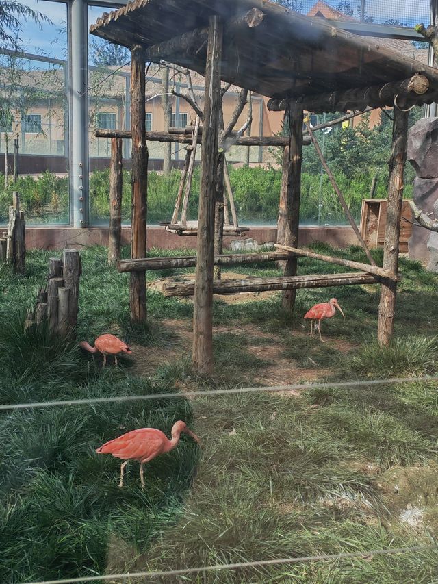 歸野之境的動物樂章，蘭州野生動物與自然共舞
