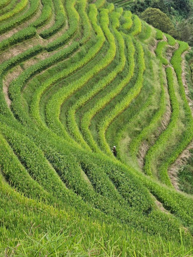 福建聯合梯田｜梯田賞金黃麥田。