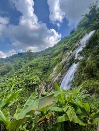 Rainforest Wonders 💚