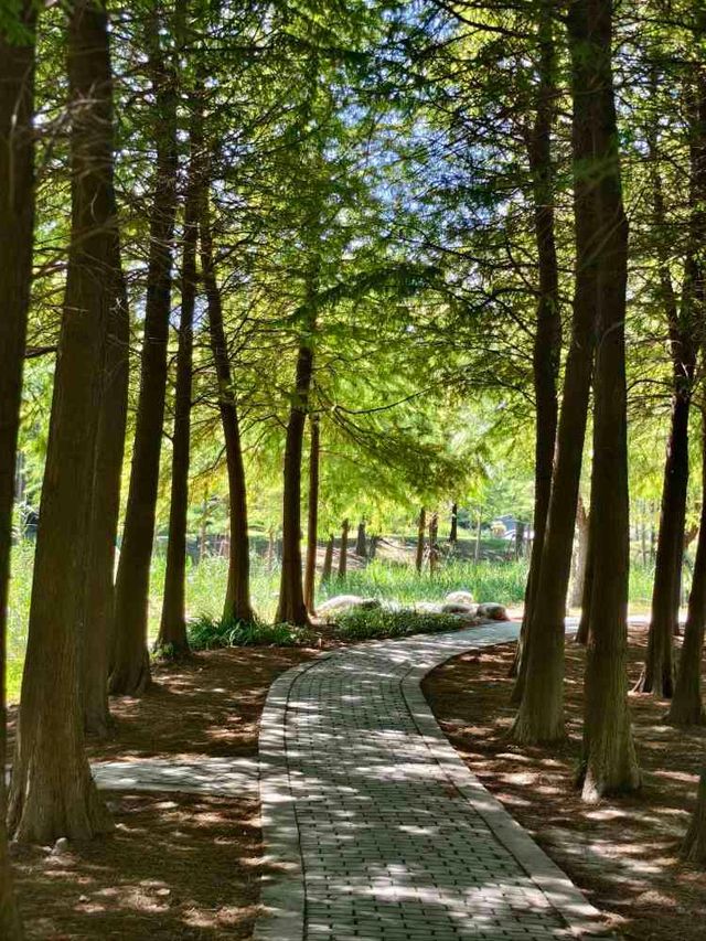 公園避暑 | 遇見超美的水上森林。。 公園避暑 | 遇見超美的水上森林。。
