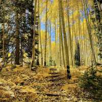 Colorado Fall Colors 