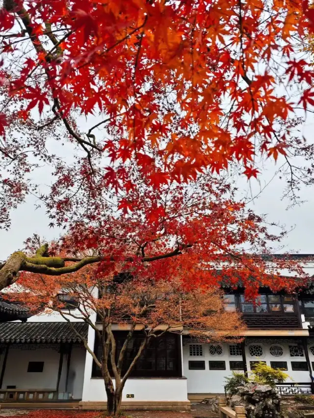 너무 아름다워요! 거의 놓칠 뻔한 쑤저우의 3대 절경 중 하나입니다.