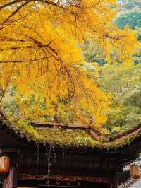 11月好去處。