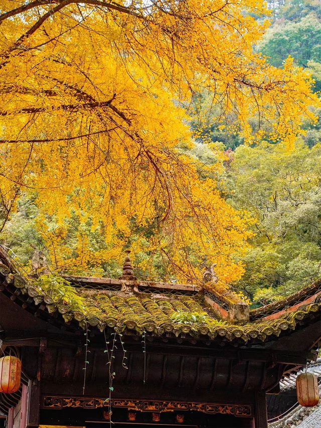 11月好去處。