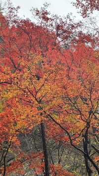 週末爬山太平國家森林公園。
