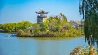 建湖九龍口：自然與文化交融的濕地瑰寶。