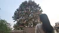 麗江束河又一居，入住皇家園林般的復古民宿。