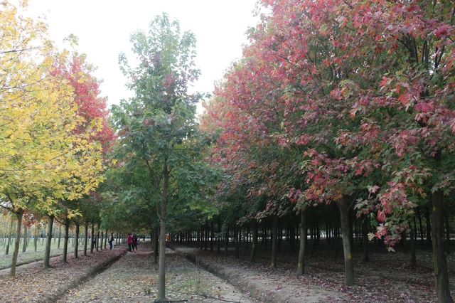 生活處處有驚喜~~廊下郊野公園。