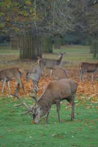 倫敦周邊遊 Bushy Park 有鹿精靈。